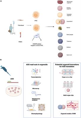 Cerebral Organoids and Antisense Oligonucleotide Therapeutics: Challenges and Opportunities